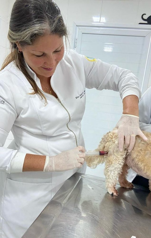 Dra. Laiza Cassia coletando sangue de um cão para exame